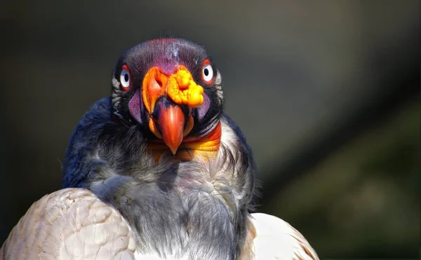 Porträt Des Königsgeiers — Stockfoto