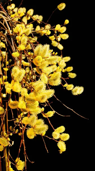 Pussy Willow Spring Catkin — Stock Photo, Image