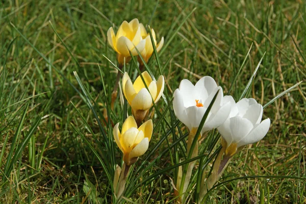Krokusy Łąkowe Wiosenne Płatki Kwiatów — Zdjęcie stockowe