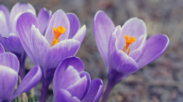 Crocus Virágok Virágoznak Tavaszi Növény — Stock Fotó