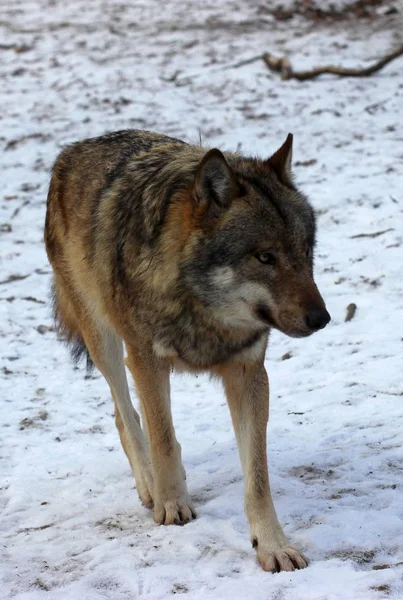 Волк Зимнем Зоопарке Шабаш — стоковое фото