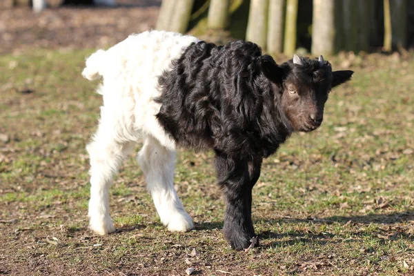 Vallonsk Svartnackad Djurpark Sababurg Djurpark — Stockfoto