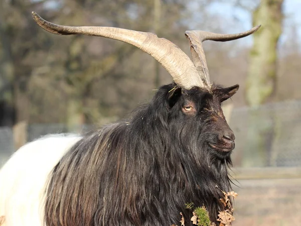 Valais Chèvre Cou Noir Tierpark Sababurg — Photo