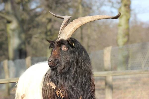 Valais Black Necked Goat Zoo Sababurg — Stok fotoğraf