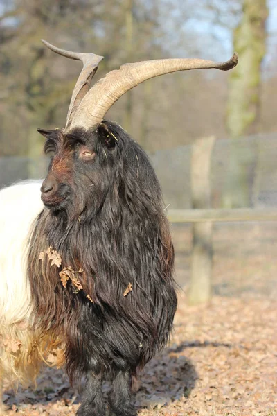 Valais Black Necked Goat Zoo Sababurg — Stock Photo, Image