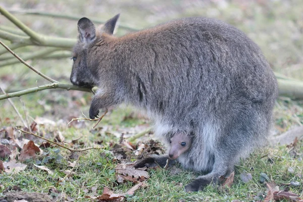 Bennett Kangoeroe Met Welp Zak — Stockfoto