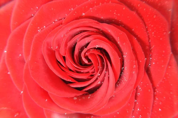 Floración Una Rosa Color Rojo Oscuro Primer Plano Con Gotas — Foto de Stock