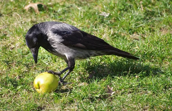 Crow Munir Une Pomme — Photo