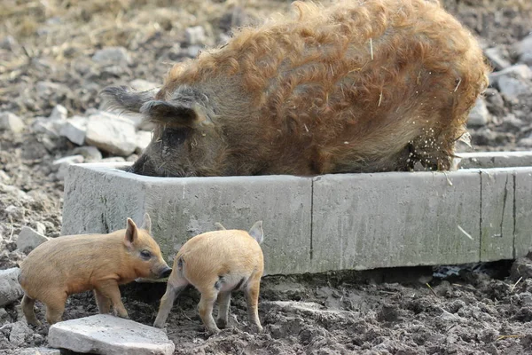 Λουόμενοι Wollschweinsau Χοιρίδια — Φωτογραφία Αρχείου