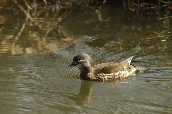 Uccello Nuotatore Concetto Natura Selvaggia — Foto Stock