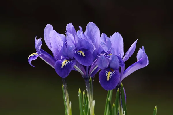 Vista Vicino Del Bellissimo Fiore Giglio — Foto Stock