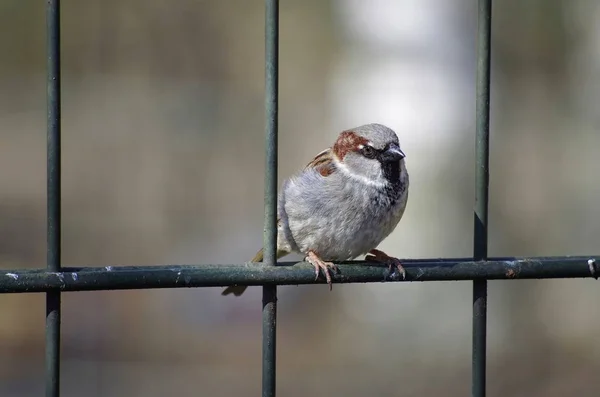 Moineau Assis Sur Une Colonne Vertébrale — Photo