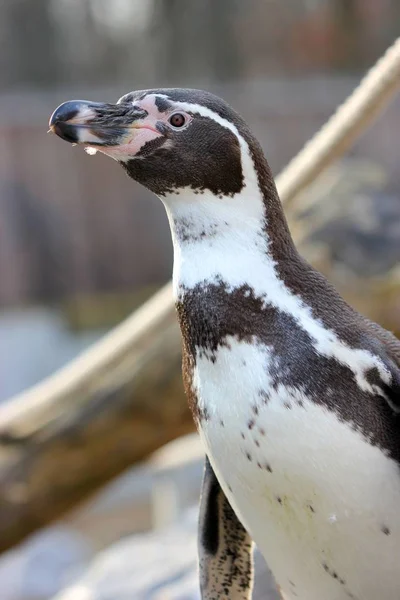 Пінгвін Парку Тварин — стокове фото