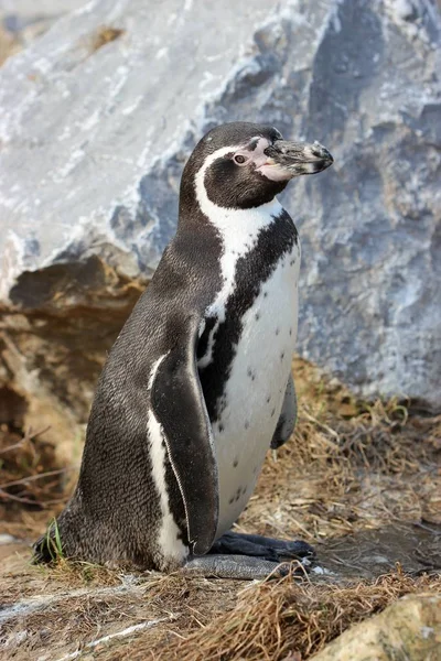 Humboldt Pinguino Allo Zoo Sababurg — Foto Stock