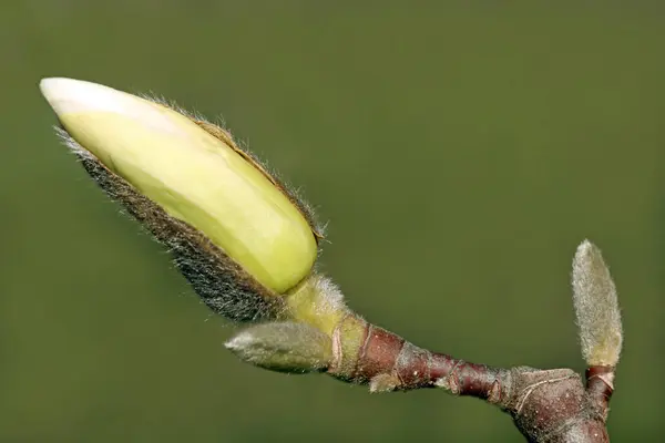 Wiosenne Płatki Kwiatów Magnolii — Zdjęcie stockowe