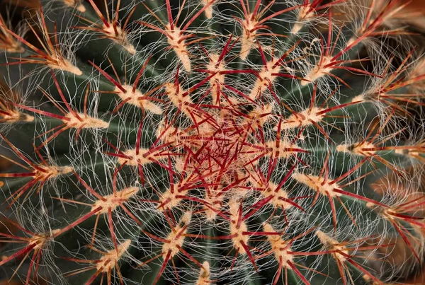 Tropisk Natur Växt Botanik Flora Kaktus — Stockfoto