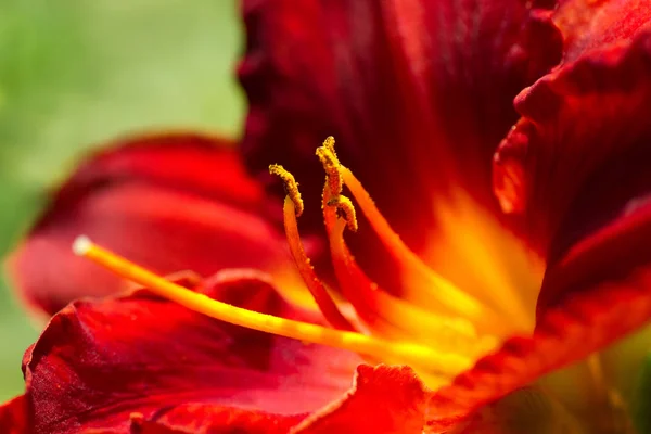 Enger Blick Auf Tiefrote Taglilie Oder Hemerocallis Die Sommer Garten — Stockfoto