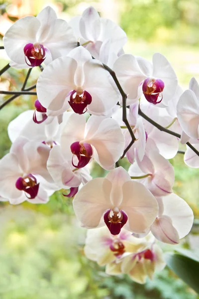 Petali Fiori Orchidea Flora Bellezza — Foto Stock