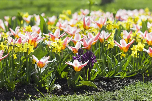 Parkta Renkli Bahar Çiçekleri — Stok fotoğraf