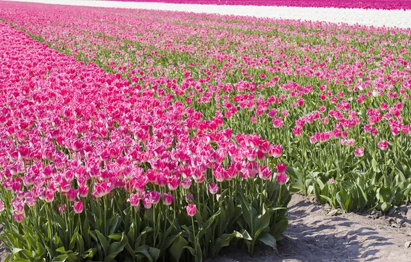 Blüten Frühling Tulpen Blumen — Stockfoto