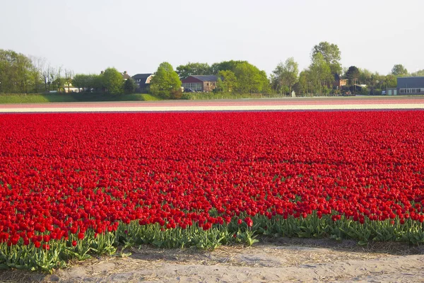 Piękne Tulipany Kwiaty Płatki Wiosenna Flora — Zdjęcie stockowe