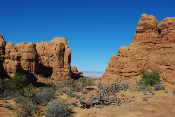 Droge Boom Kleine Canyon Met Hoog Uitzicht Woestijn Bogen Nationaal — Stockfoto