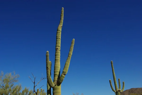 Naklonění Saguaros Národní Park Saguaro Arizona — Stock fotografie