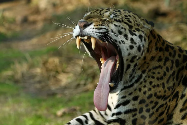 Jaguar Myśliwy Duży Kot Dzikie Zwierzę — Zdjęcie stockowe