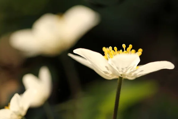 Pétalos Florales Flora Verano — Foto de Stock