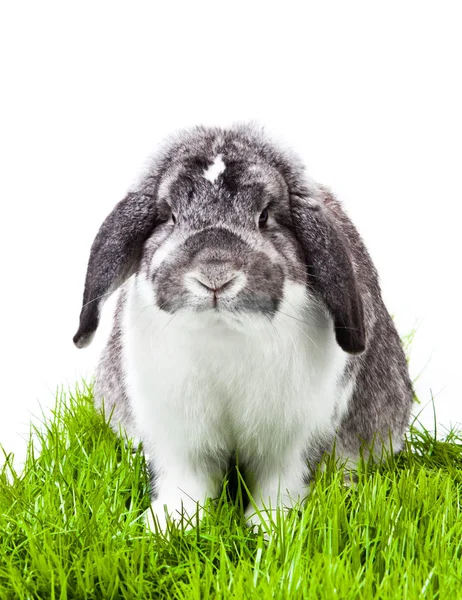 Adorable Conejo Aislado Sobre Fondo Blanco Conejo Francés Lop —  Fotos de Stock