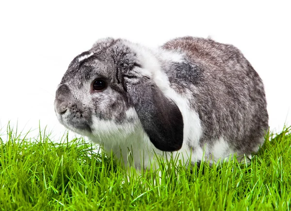 Adorable Rabbit Isolated White Background French Lop Rabbit — Stock Photo, Image