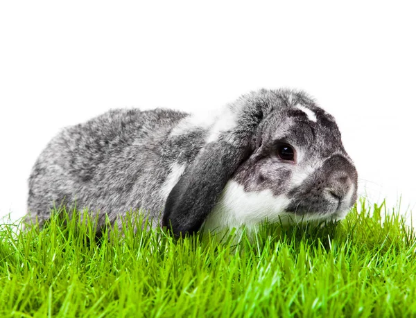 Adorable Conejo Aislado Sobre Fondo Blanco Conejo Francés Lop —  Fotos de Stock