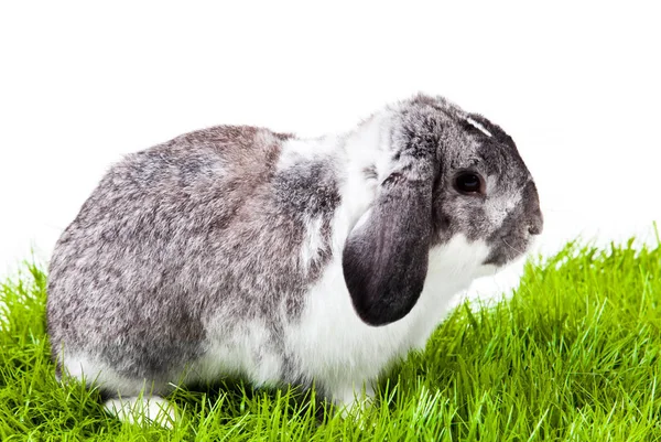 Привабливий Кролик Ізольований Білому Тлі Французький Лоп Кролик — стокове фото