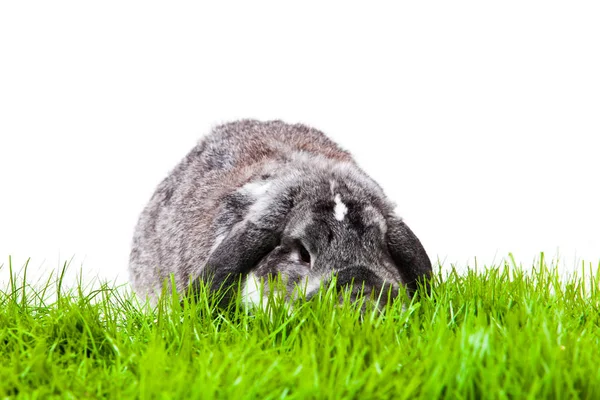 Adorable Conejo Aislado Sobre Fondo Blanco Conejo Francés Lop — Foto de Stock