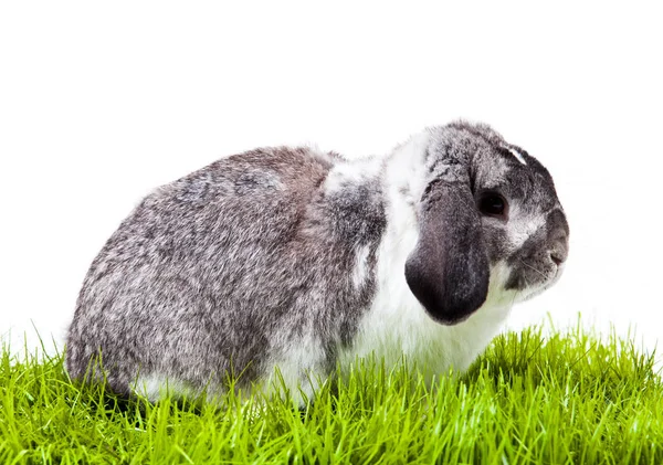 Entzückendes Kaninchen Isoliert Auf Weißem Hintergrund Französisches Lappenkaninchen — Stockfoto