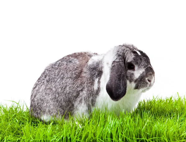 Entzückendes Kaninchen Isoliert Auf Weißem Hintergrund Französisches Lappenkaninchen — Stockfoto