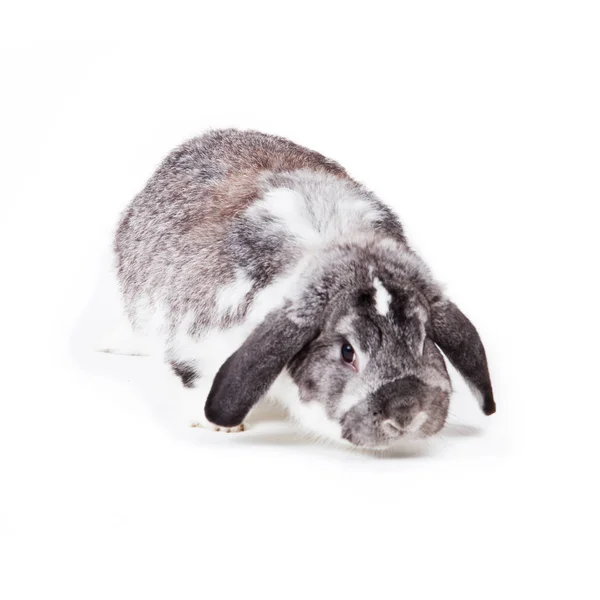 Schattig Konijn Geïsoleerd Een Witte Achtergrond Frans Lop Konijn — Stockfoto