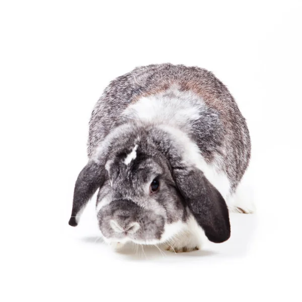 Adorable Conejo Aislado Sobre Fondo Blanco Conejo Francés Lop — Foto de Stock