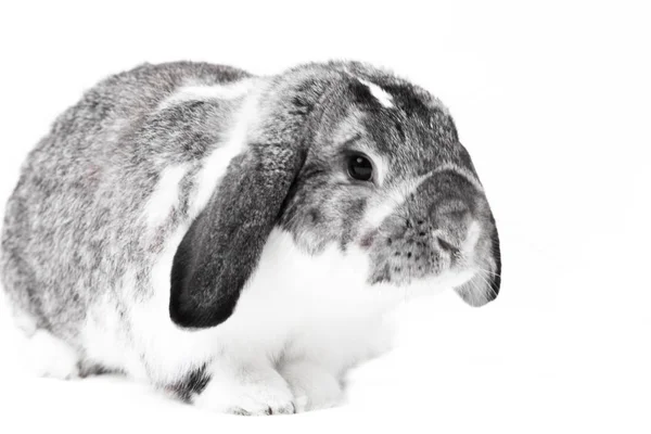 Adorable Conejo Aislado Sobre Fondo Blanco Conejo Francés Lop —  Fotos de Stock