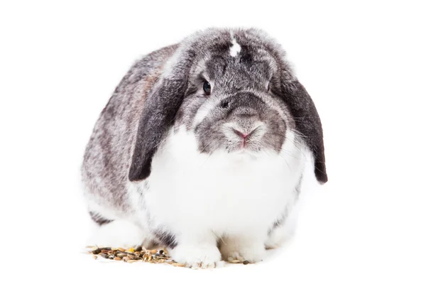 Adorable Conejo Aislado Sobre Fondo Blanco Conejo Francés Lop —  Fotos de Stock