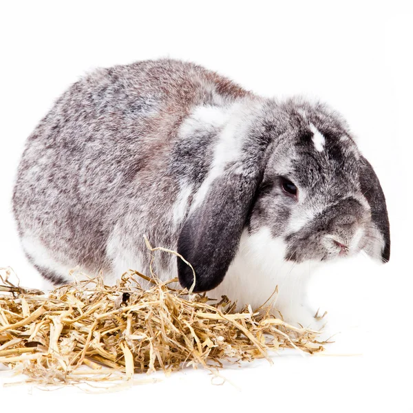 Adorable Conejo Aislado Sobre Fondo Blanco Conejo Francés Lop —  Fotos de Stock