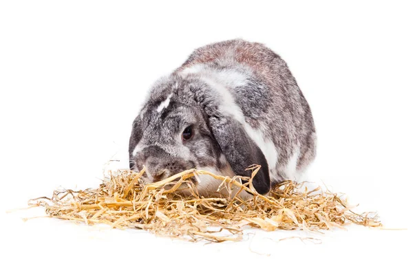 Adorable Lapin Isolé Sur Fond Blanc Lapin Français Lop — Photo