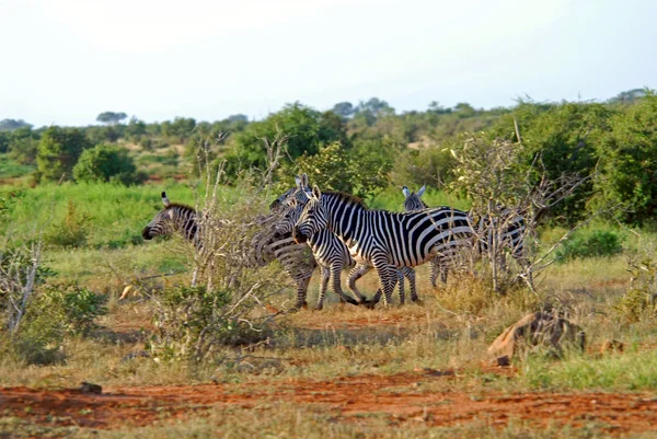 Czarno Białe Paski Zebra Zwierzę Ssak — Zdjęcie stockowe