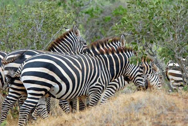 Çalılıklarda Bir Zebra — Stok fotoğraf