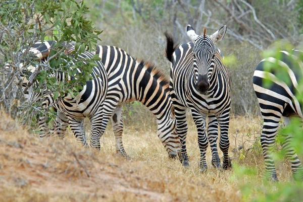 Black White Striped Zebra Animal Mammal — Stock Photo, Image