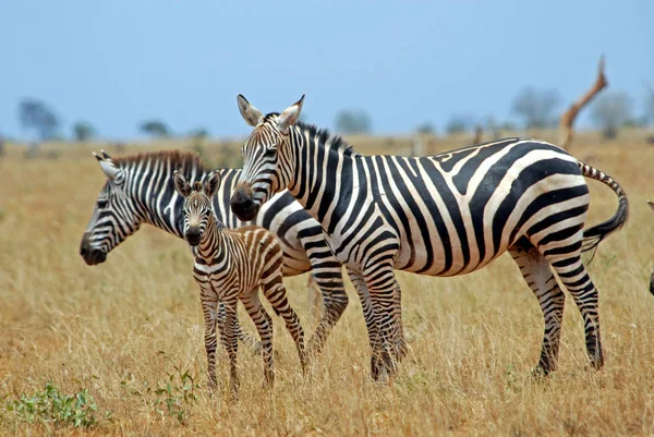 Animal Zebra Listrada Mamífero — Fotografia de Stock
