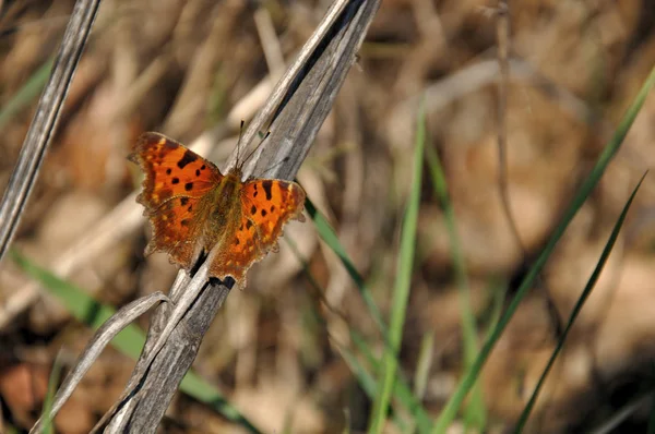 Vue Rapprochée Belle Exotique Faiblir — Photo