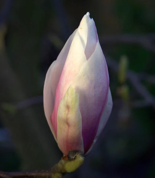 Květní Lístky Magnólie Kvetou Jarní Flóra — Stock fotografie