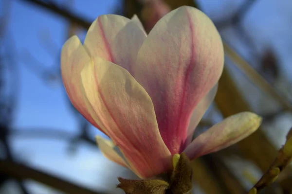 Kwiaty Magnolii Kwitnące Wiosenna Flora — Zdjęcie stockowe