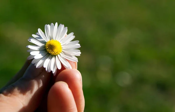 Daisy Full Bloom — Stock Photo, Image